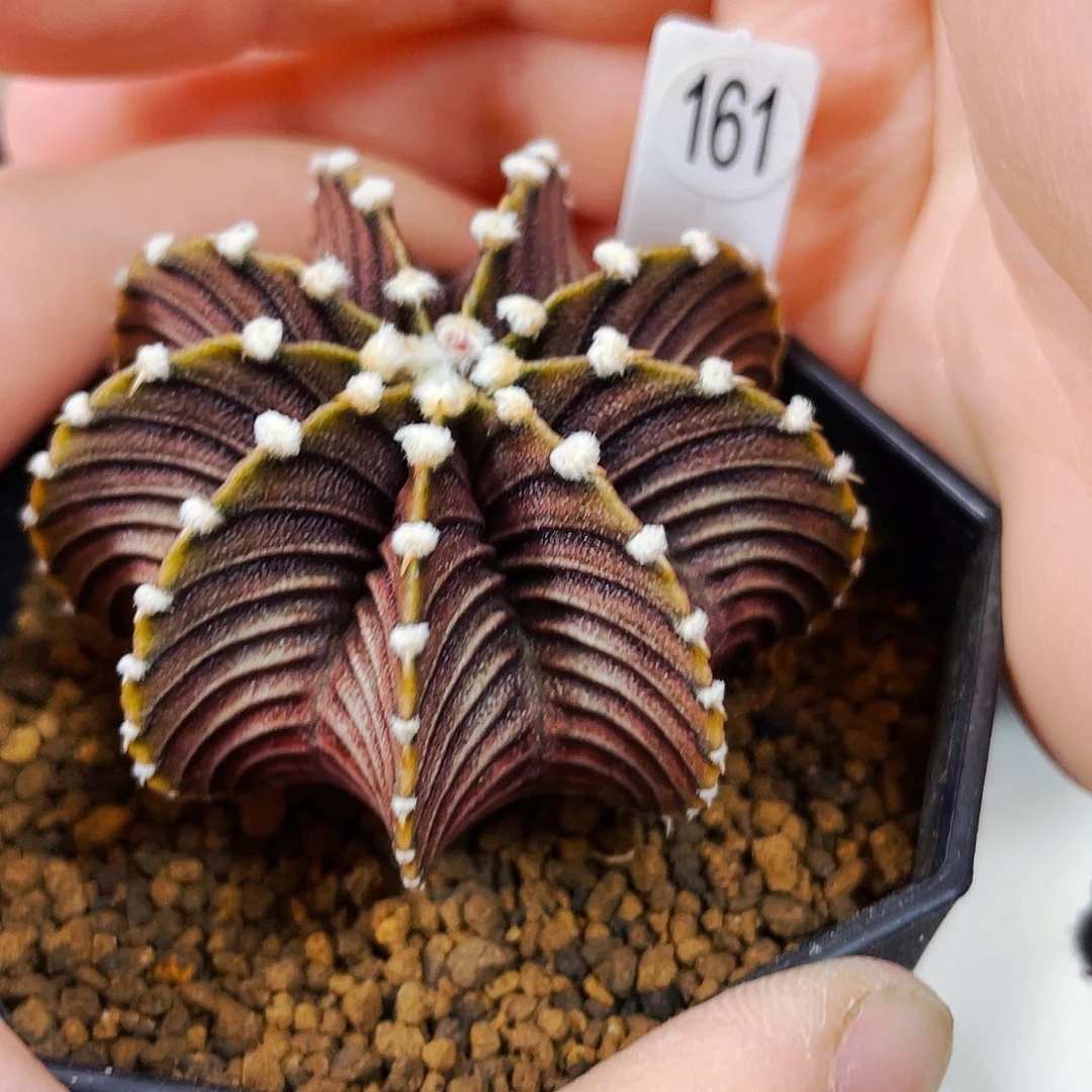 花****时非偏远地区满25包邮仙人球