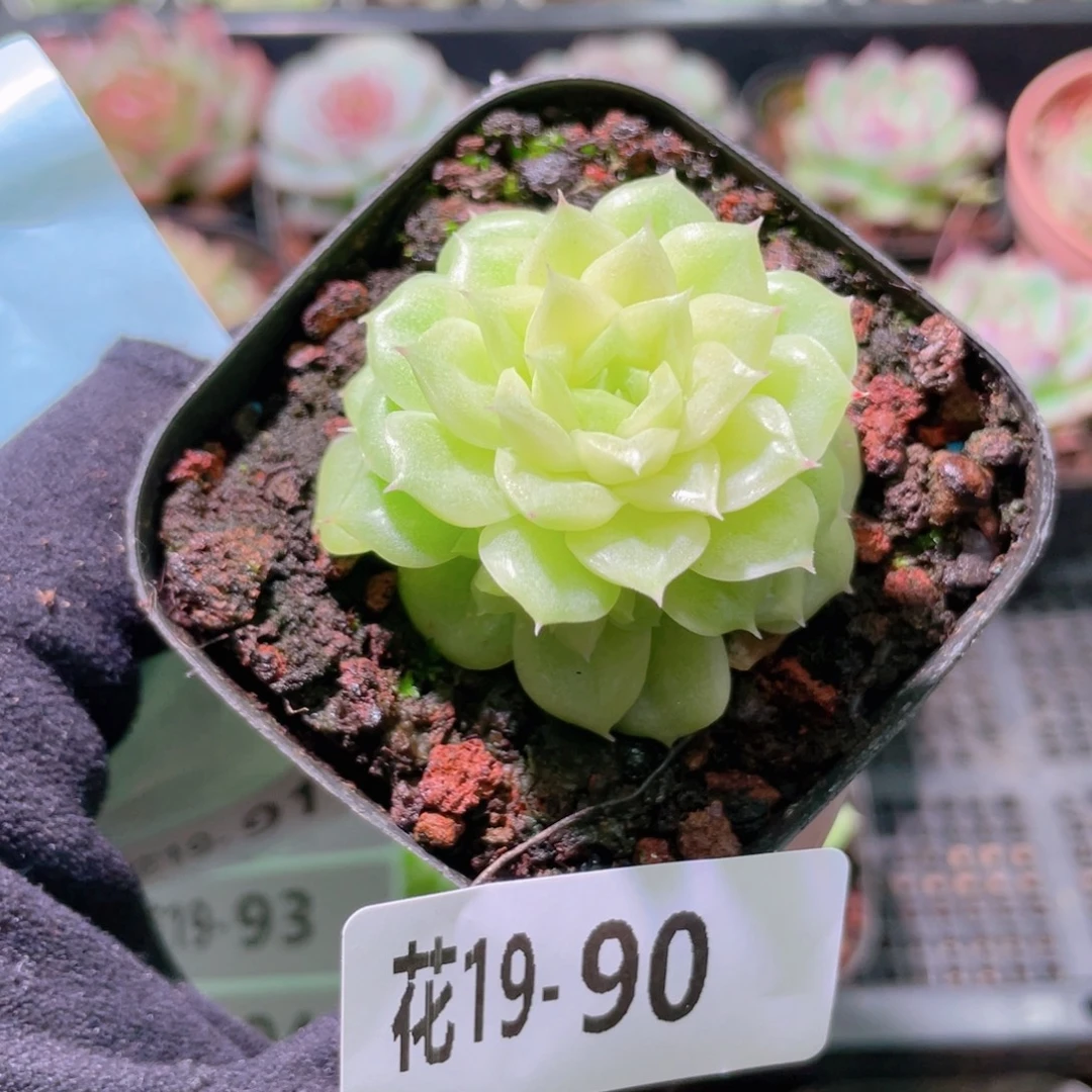 花利美19-90麦秆带侧芽