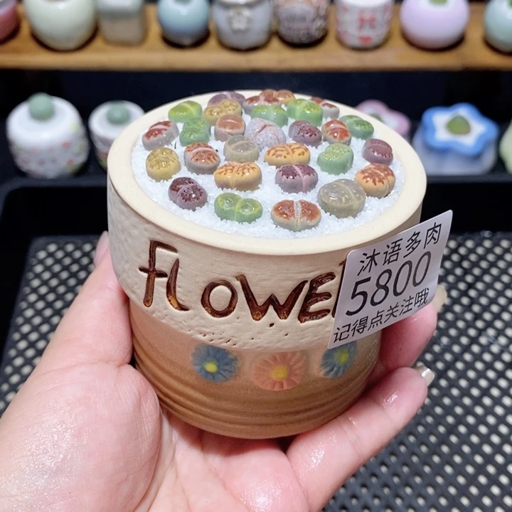 带盆土植物 一物一拍5800