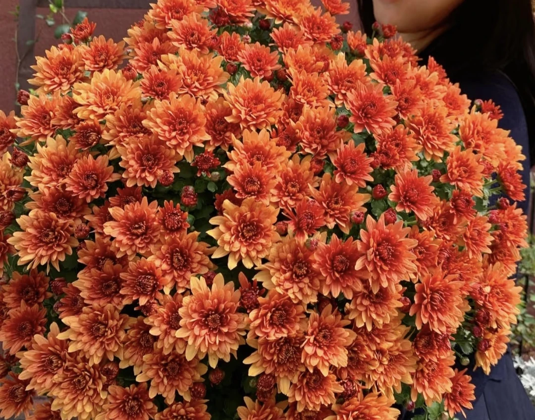 【火焰橙】球菊阳台庭院地栽盆栽表现很好耐寒耐热南北方皆可种植