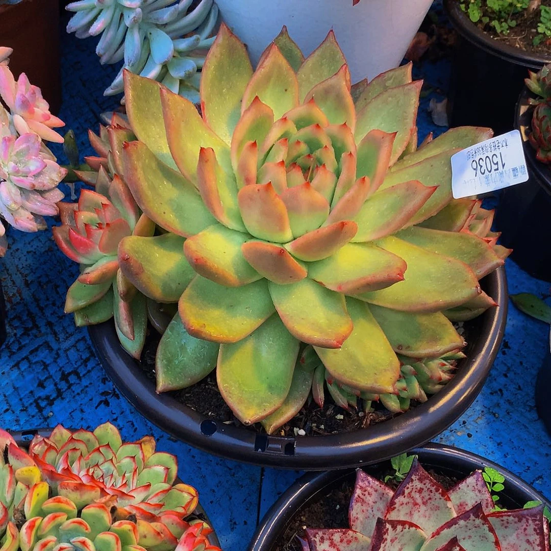 小***子   弗兰克多肉15036