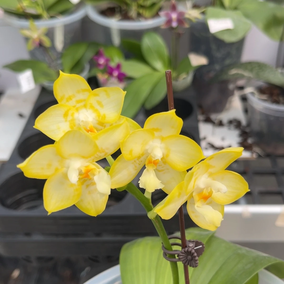 完全开放833 s7 寸弥陀amm189 一物一拍