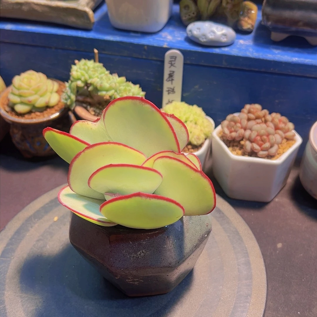 当*白眉，多肉植物，