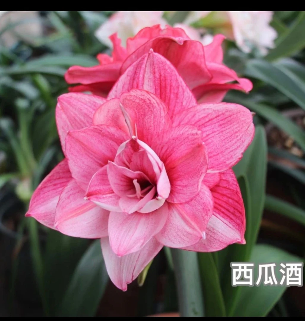 西瓜酒）朱顶红种球6-8厘米