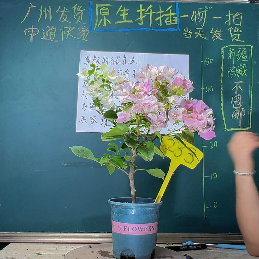 当前无花栽培后可以开花炸 广红樱233