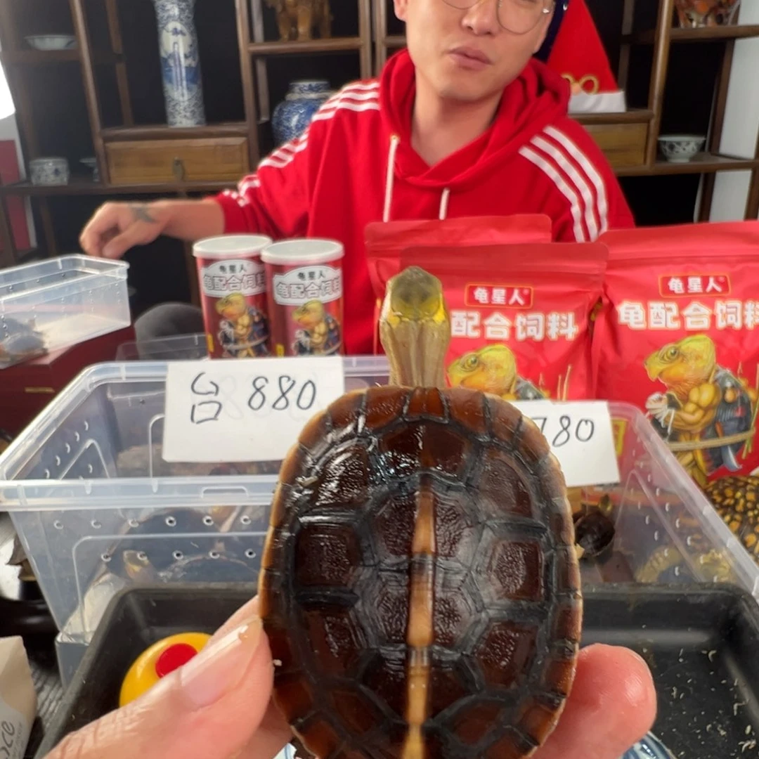 母长**O牛牛头安红