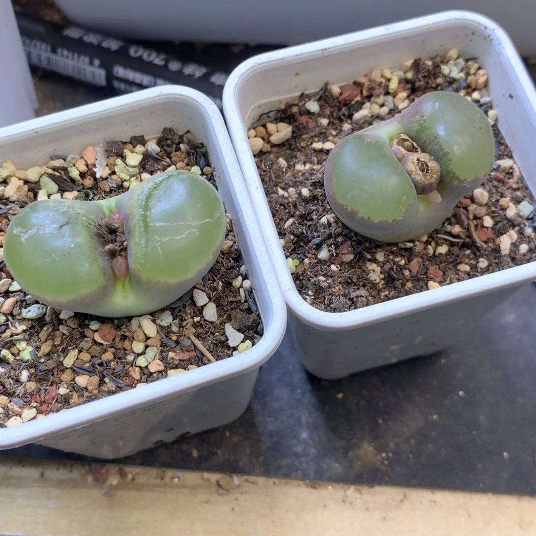 薄****薄荷糖 肉锥植物