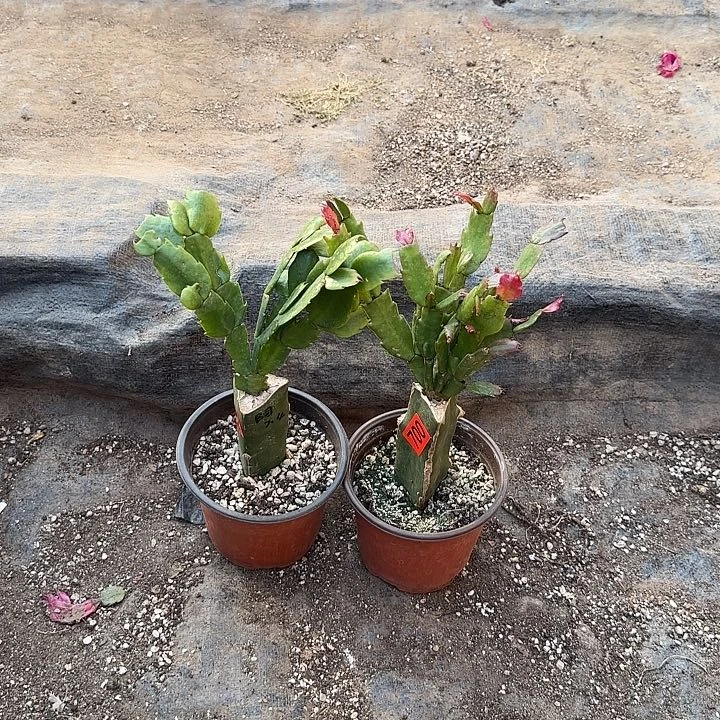 700+701嫁接蟹爪兰：阿尔法+伊滋（无花苞）