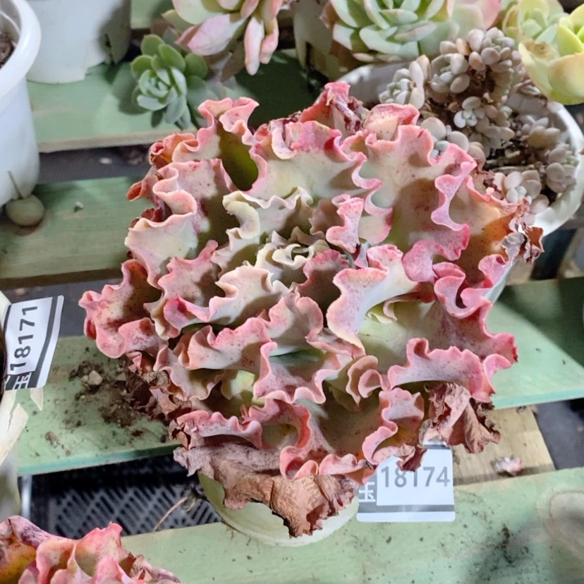 【闪购商品】高砂18174