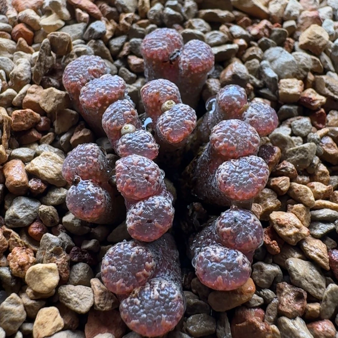 1209-027勋章Ts450鱼子酱