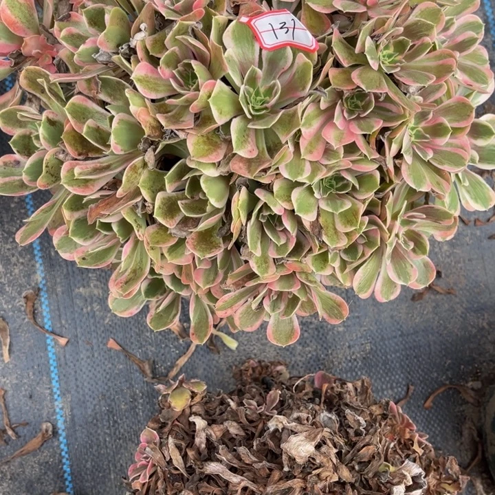 131男神多肉植物法师