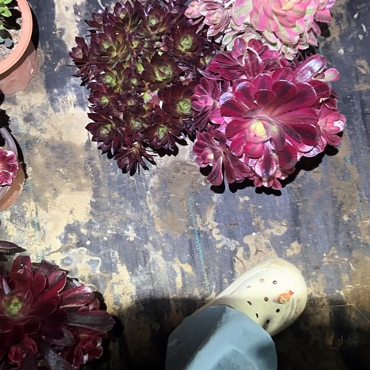 法师一物一拍链接4