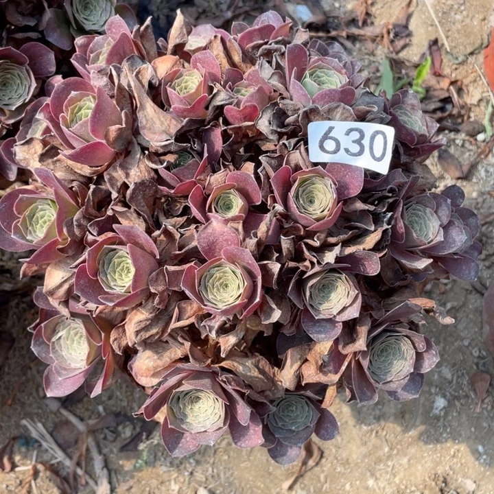 无花朵630多肉植物魅金玫瑰