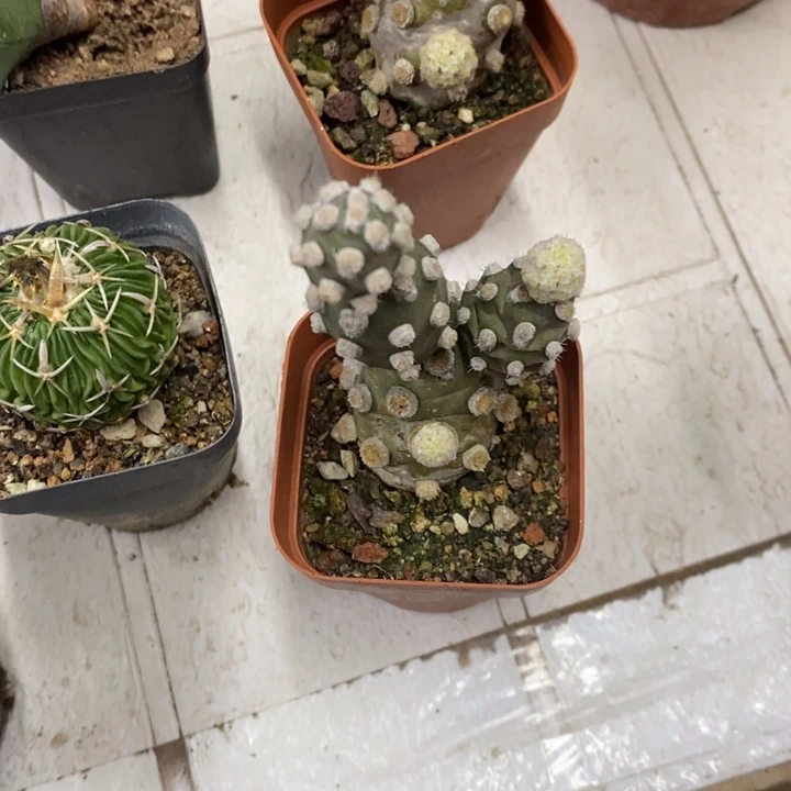 肖壶团扇特价福利