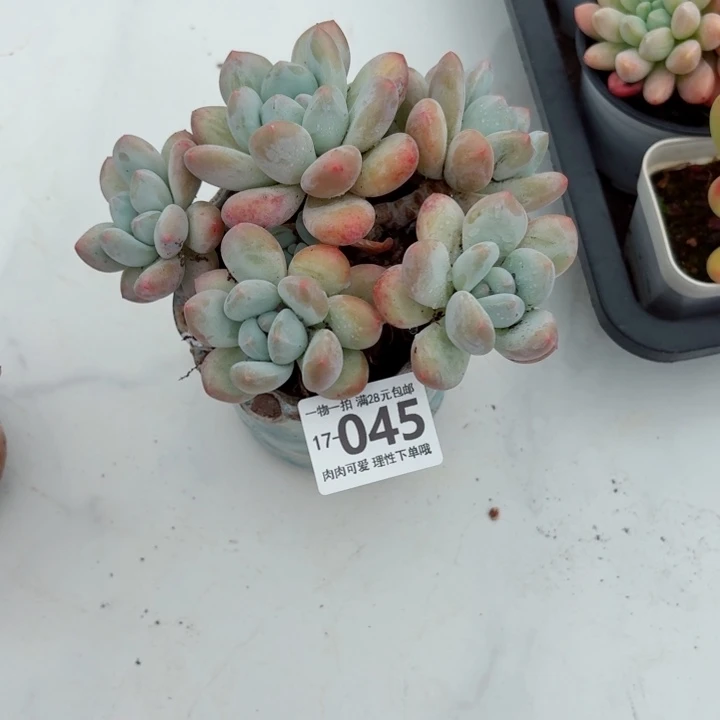 香水无盆土发货多肉多