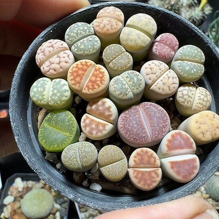 661生石花带盆发货