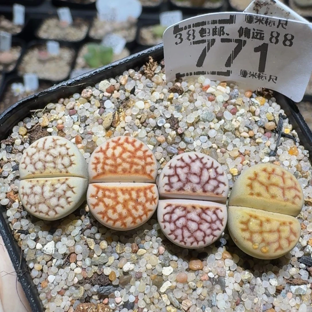 zzzz生石花肉锥771