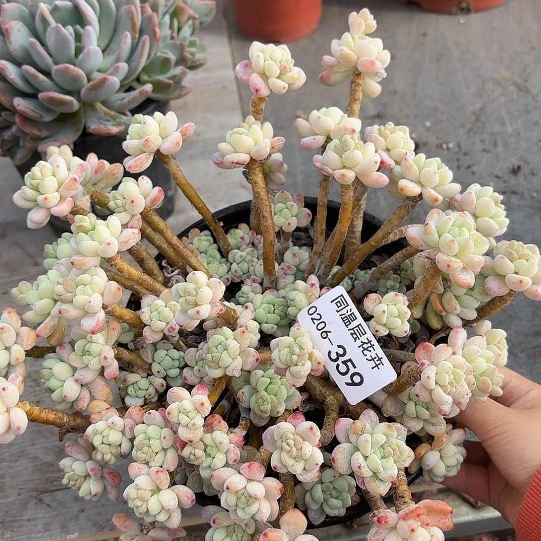 同温层多肉劳尔359