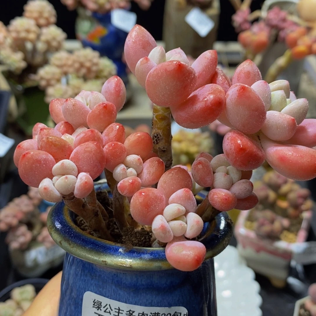 051 樱花洛神10？厘米