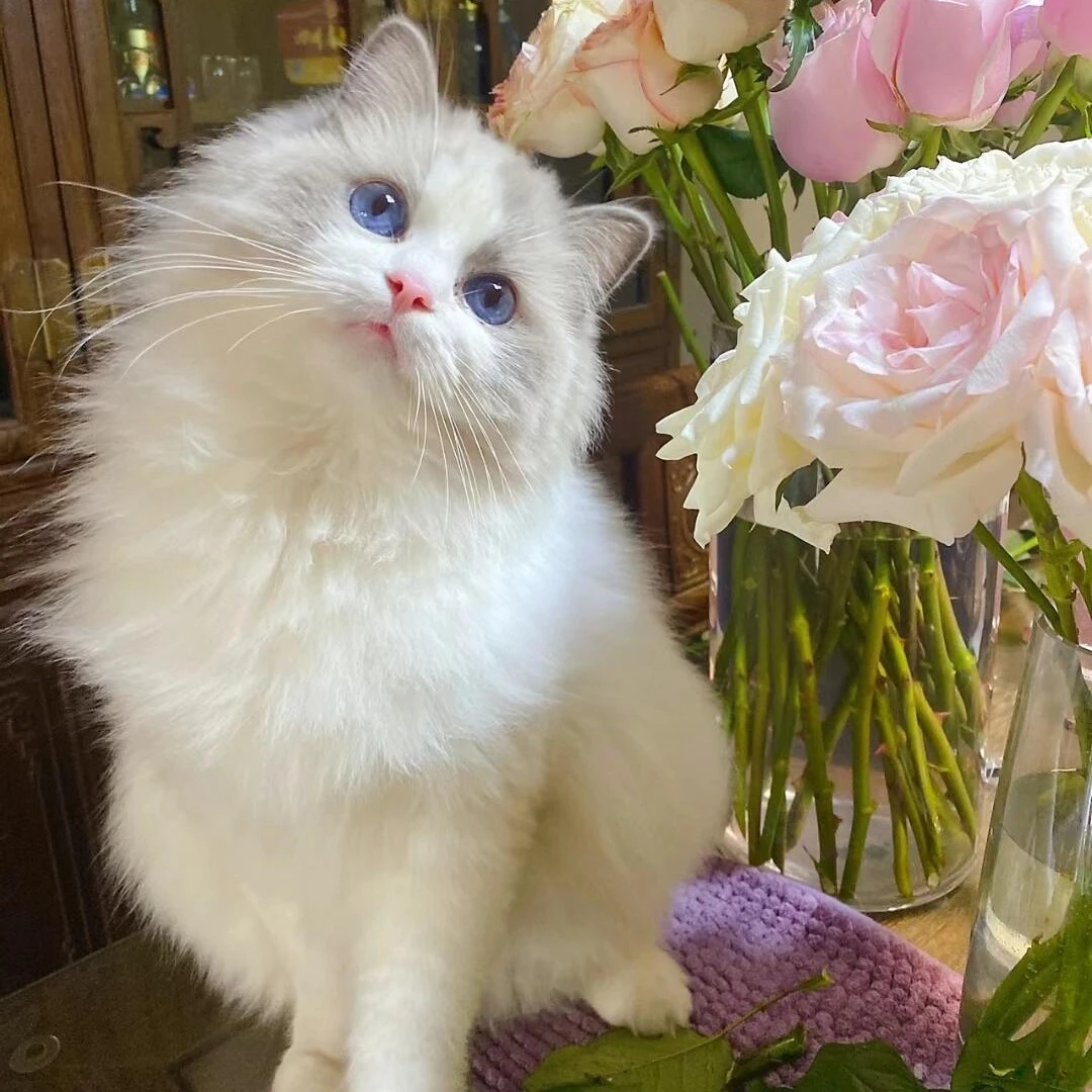 (帅春宠物)布偶猫猫咪通用活体宠物兔兔子链接