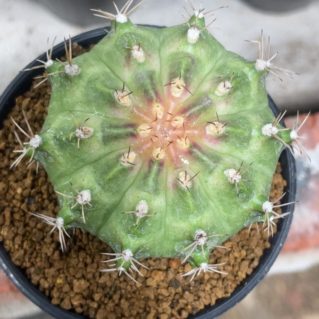 当前无花朵，栽培后可花朵包子轮回15