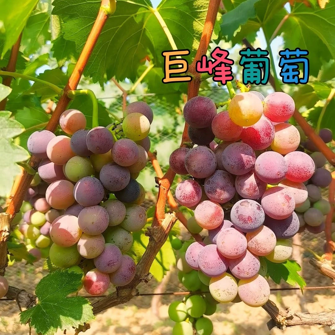 南汇本地新鲜葡萄组合:（晴王+巨峰+妮娜皇后）顺丰包邮