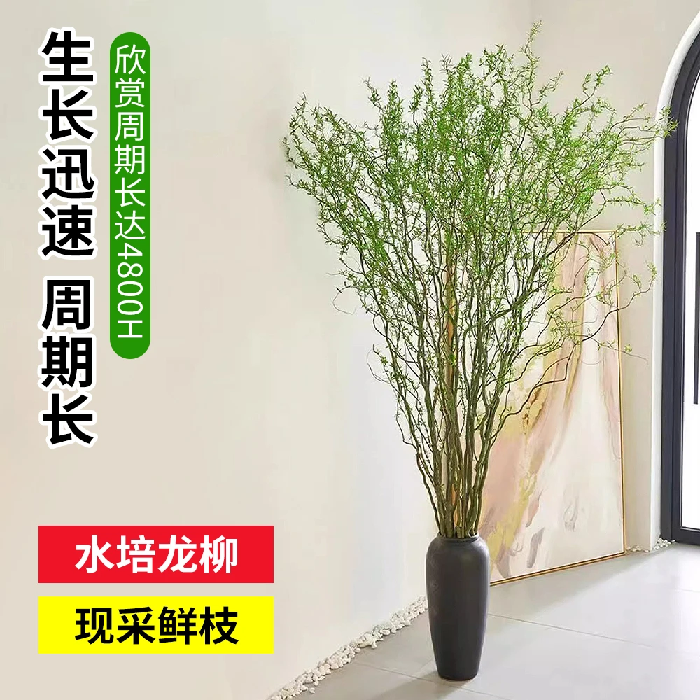 水培植物龙柳鲜枝切花水养侘寂风绿植南天竹雪柳干枝室内吊钟盆栽
