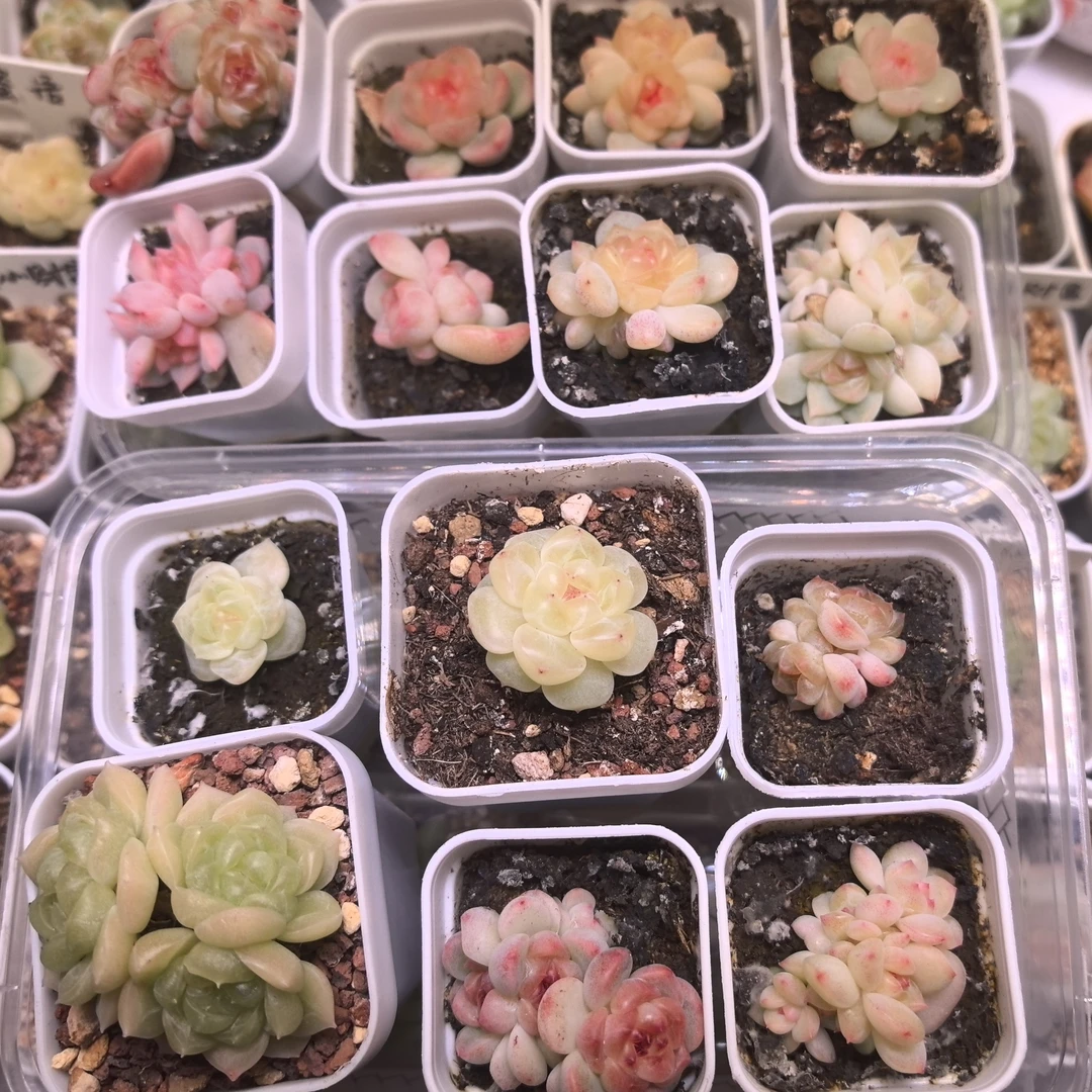 甜心财富多肉一物一拍