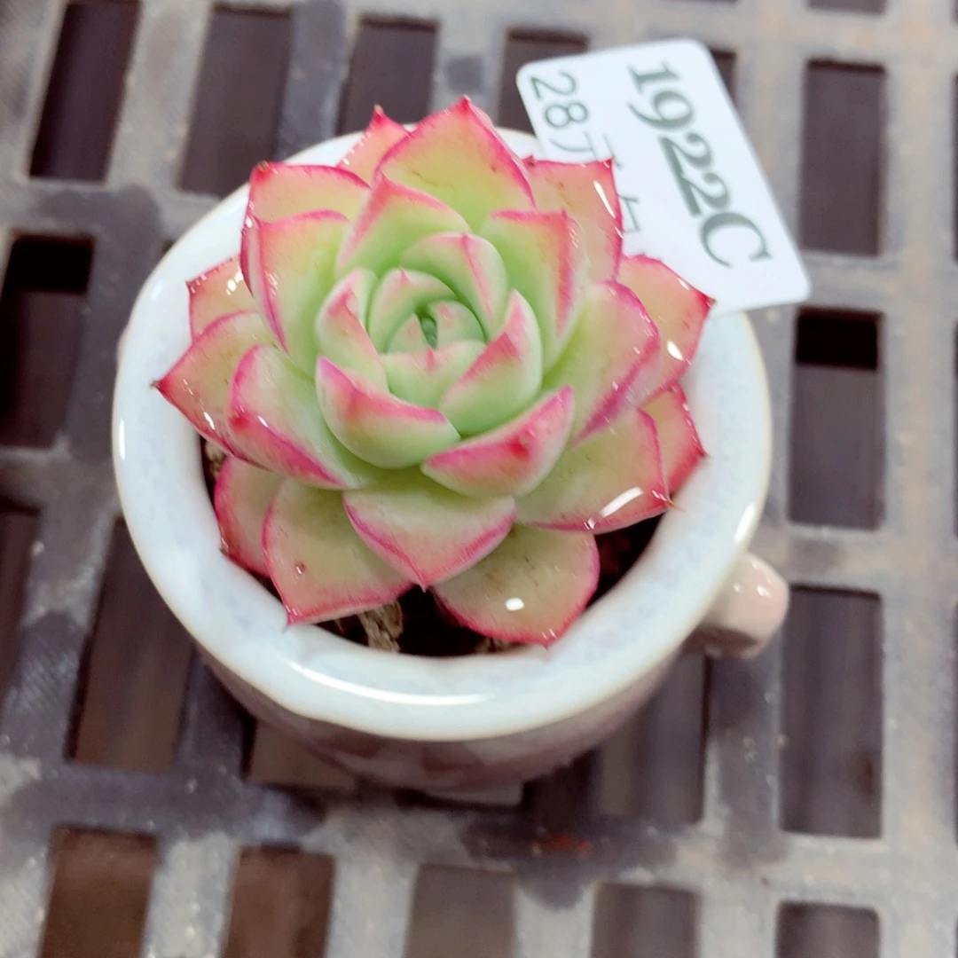 5厘米盆精控多肉1922