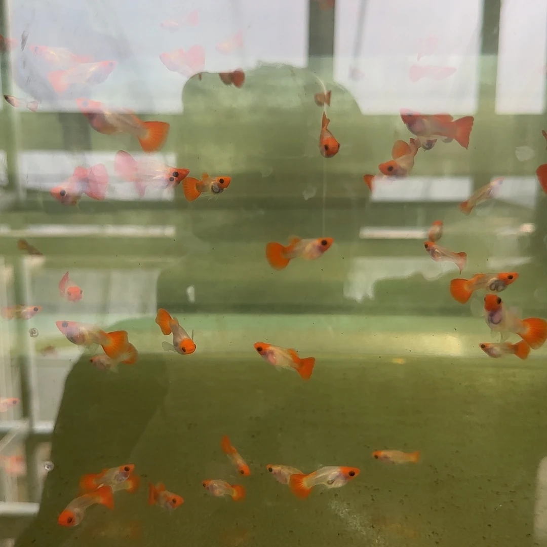 孔雀鱼黄化玻璃猫压成母8条随机