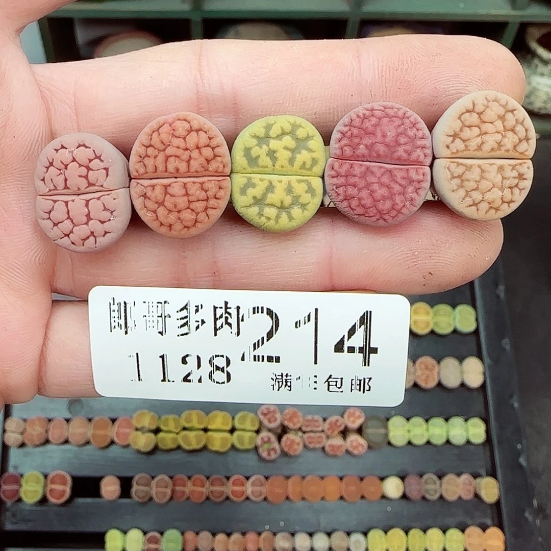 我***满满18包邮1128-214