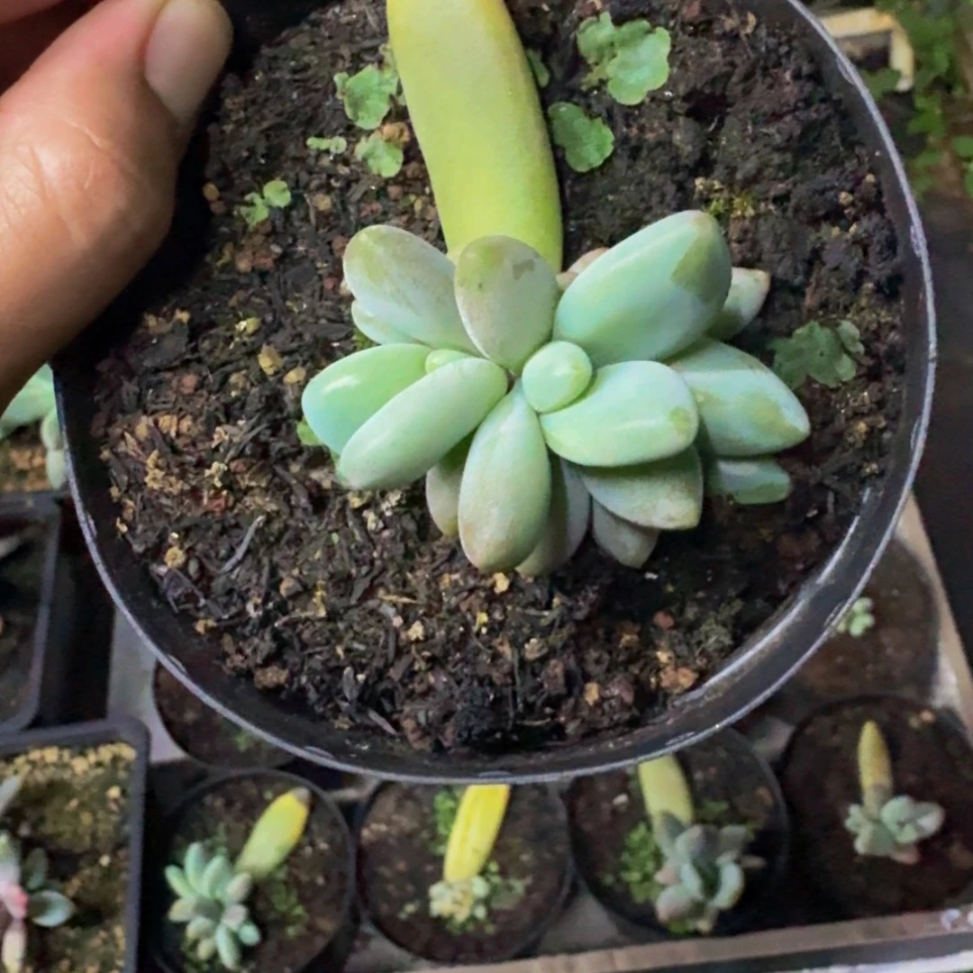 企鹅 叶插 一物一拍