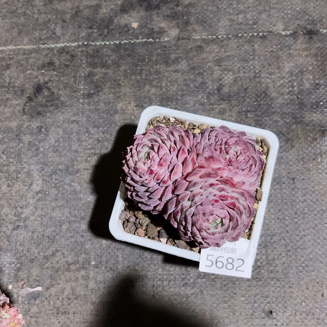 9号我们的确是一5682