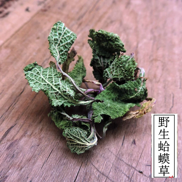 蛤蟆草干品荔枝草蟾蜍草新鲜现挖整棵晒干带根蛤蟆皮草