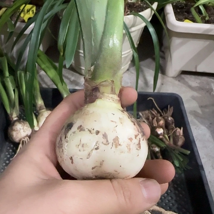 关***路美术馆5cm，裸球发货