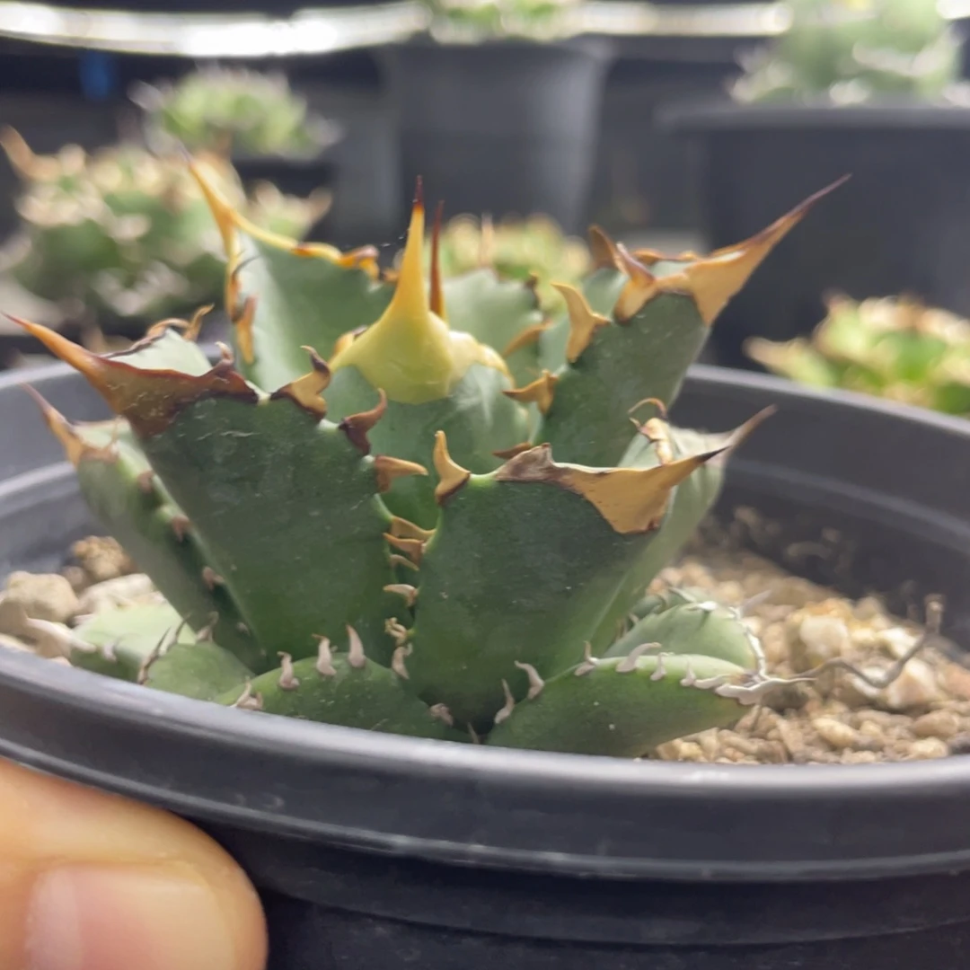 【闪购商品】野二。      顶芽