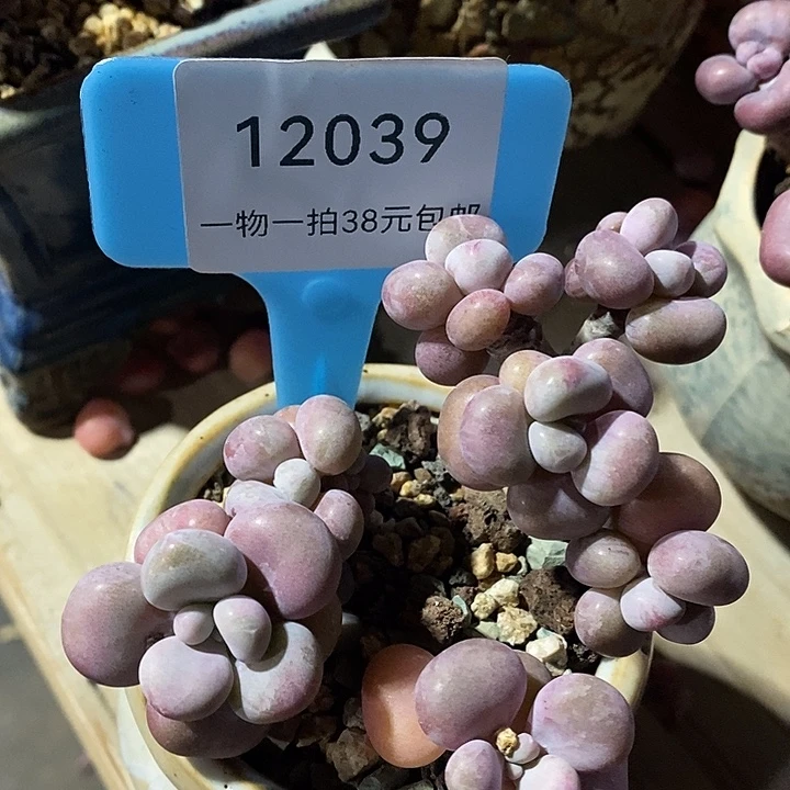 胭脂精品桃蛋圆滚滚