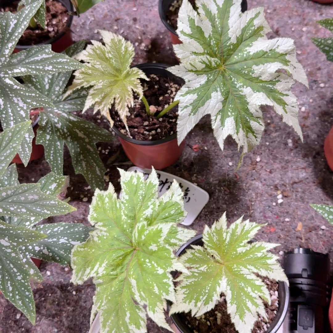 完全开放白樱狮秋海棠