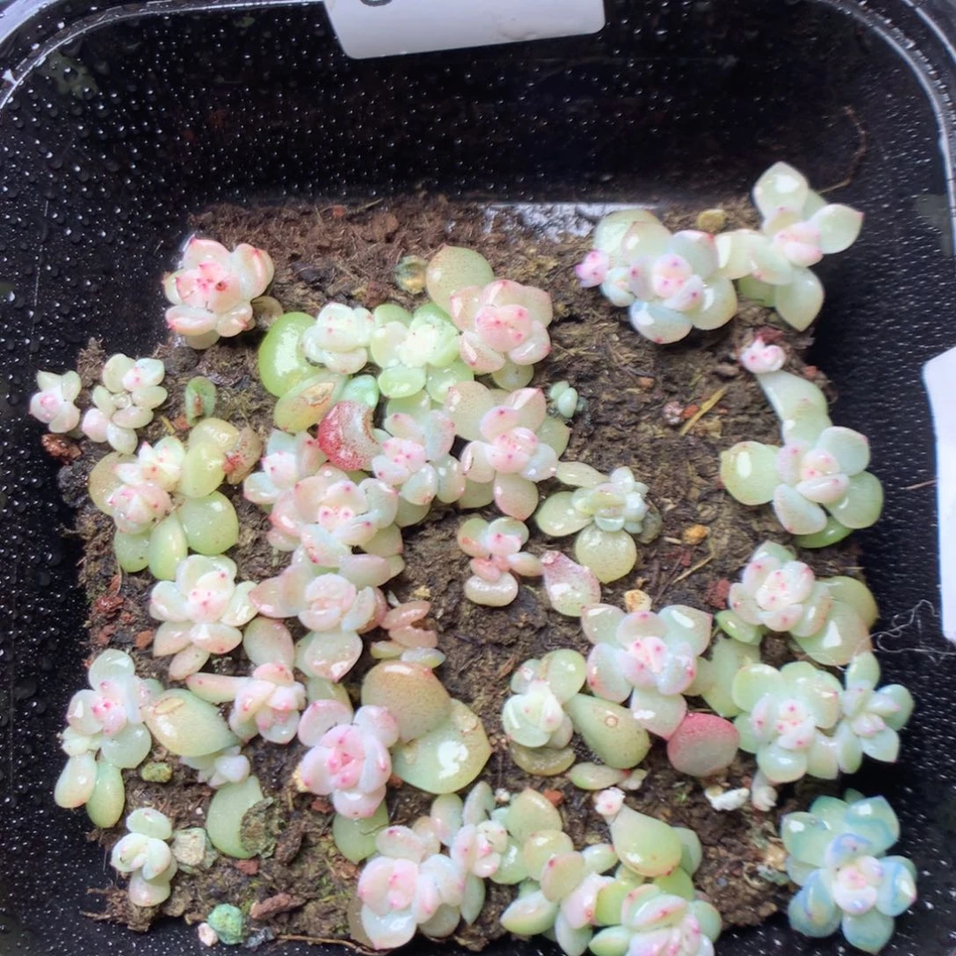 无花朵S97。 甜心4yyyyyy