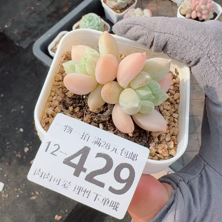 三色奶无盆土发货多肉，