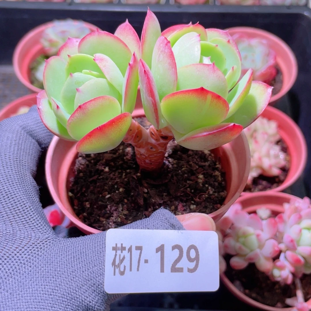 花利美17-129碧桃