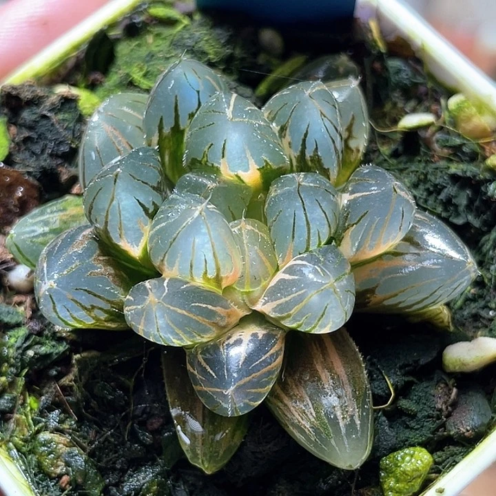 680霓虹燈錦特選福利