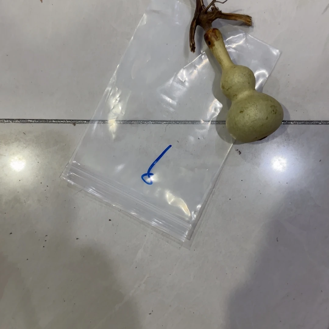 C***r青皮不包成青皮不包成