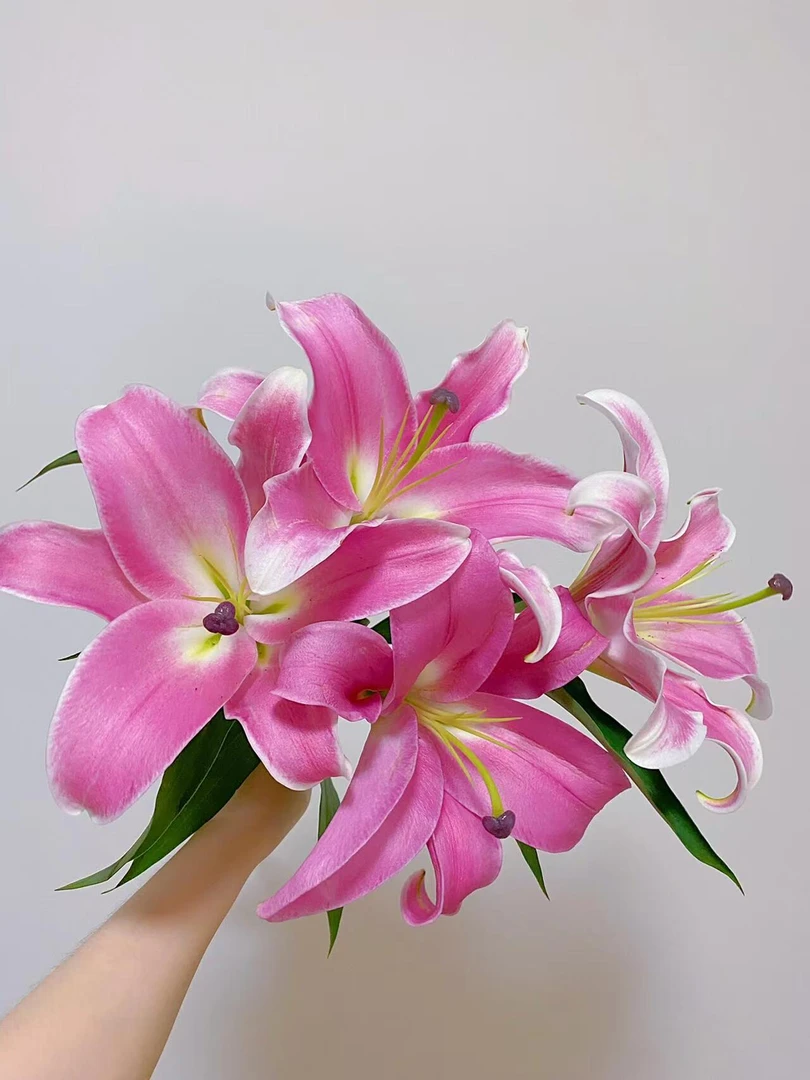 【普拉芬多单瓣香水百合】 全场任意两单京东/顺丰