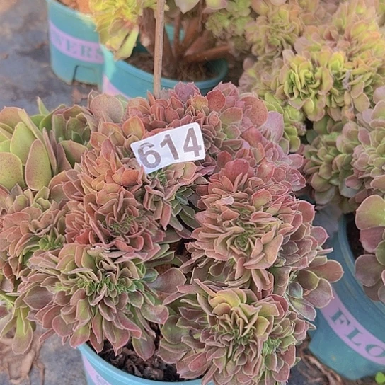 牛***多肉植物一个玫瑰