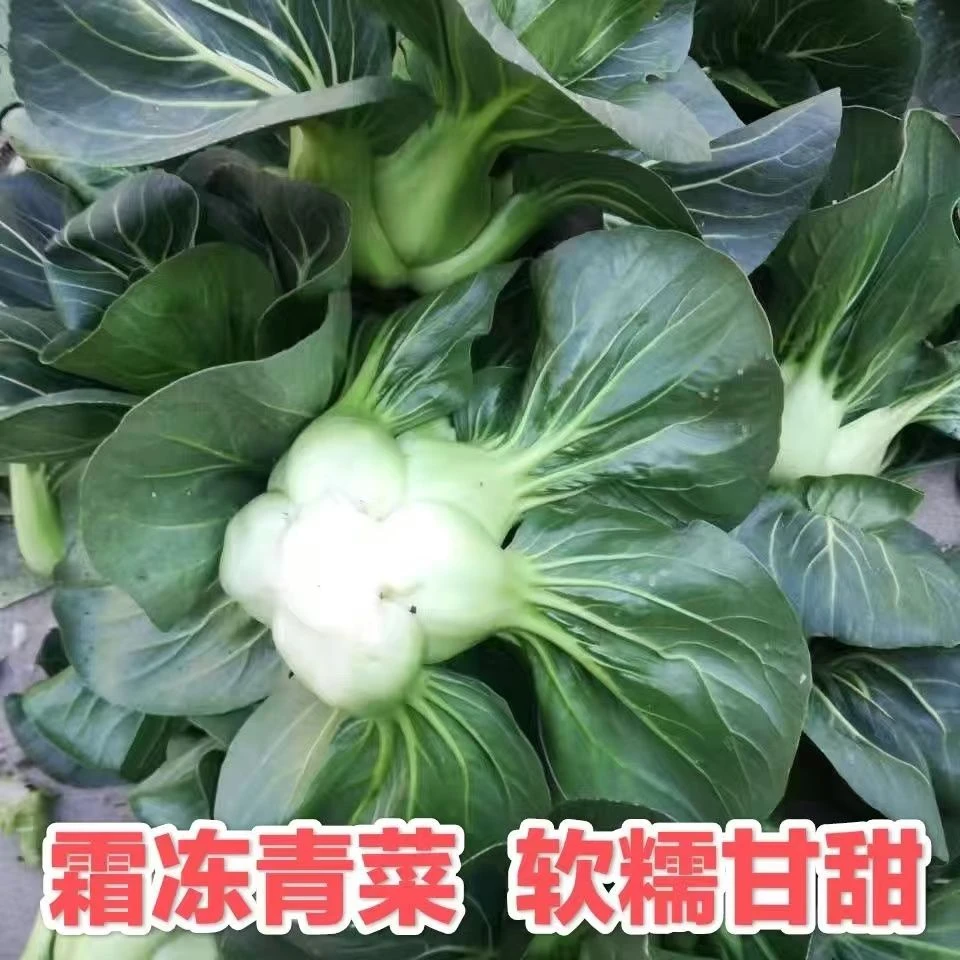 霜冻苏州青当季霜冻青菜网红新鲜露天青菜香糯软甜露天种植青菜