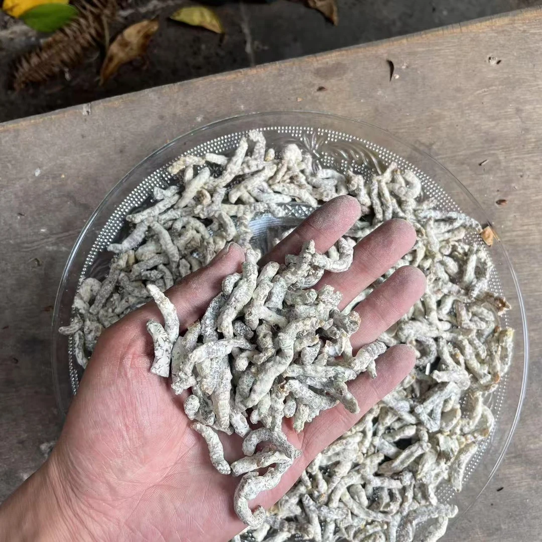 1【虫-草-天-蚕】净含量150g-1000g【阿虎现收】菌