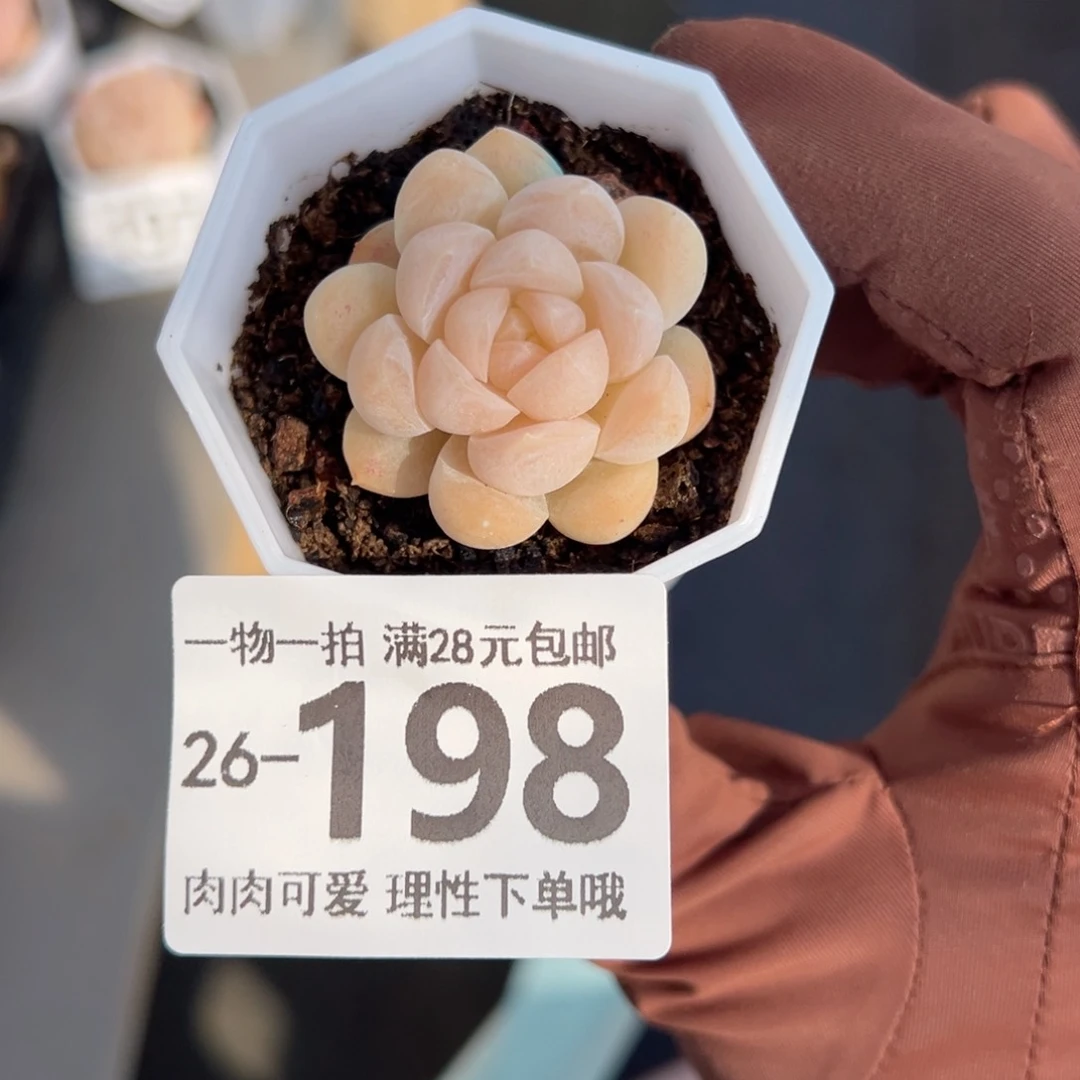 白梦单头多肉单头多肉