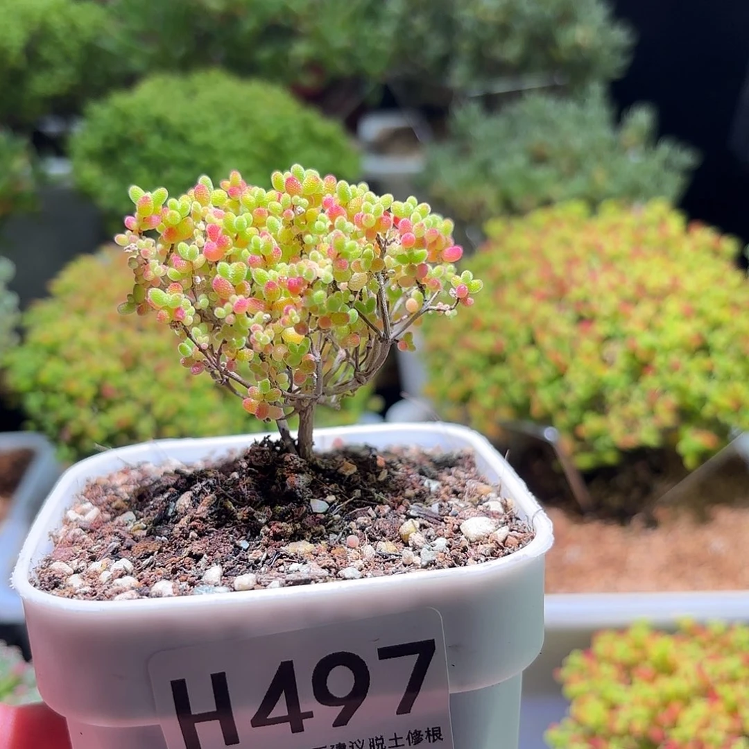 枝干番杏密橘糖球H497