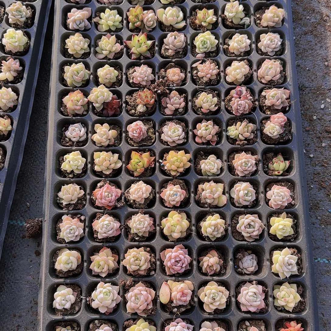 直播一物一拍多肉35